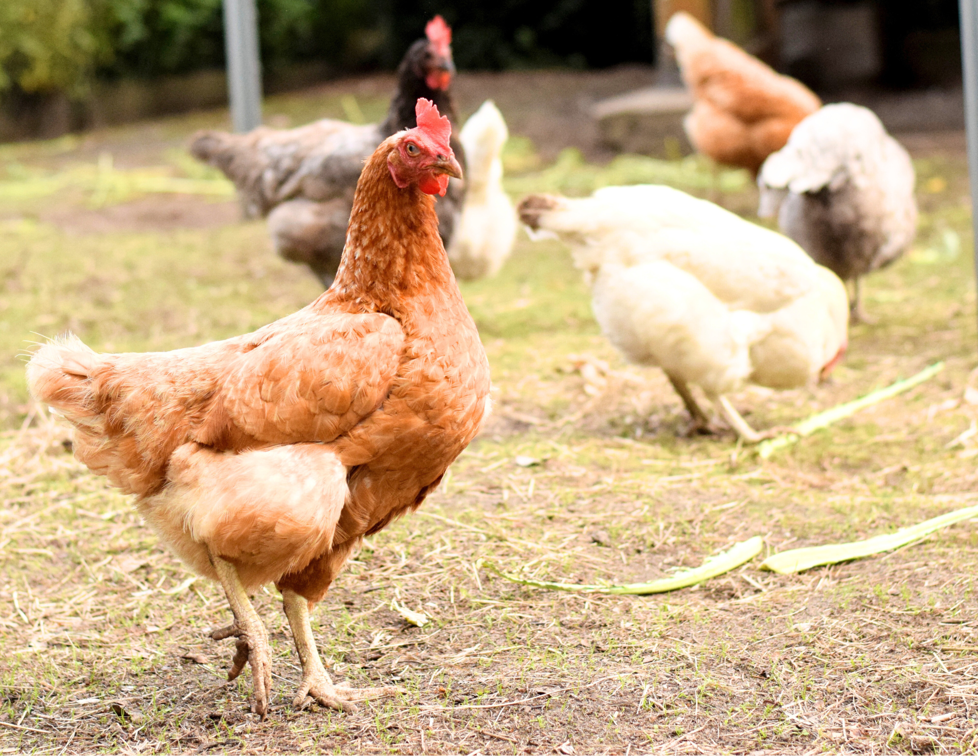 ❄️寒い季節に、心と体をあたためる「たまごの力」🥚✨