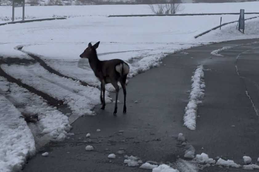【今朝の訪問者と、価格についてのご案内】