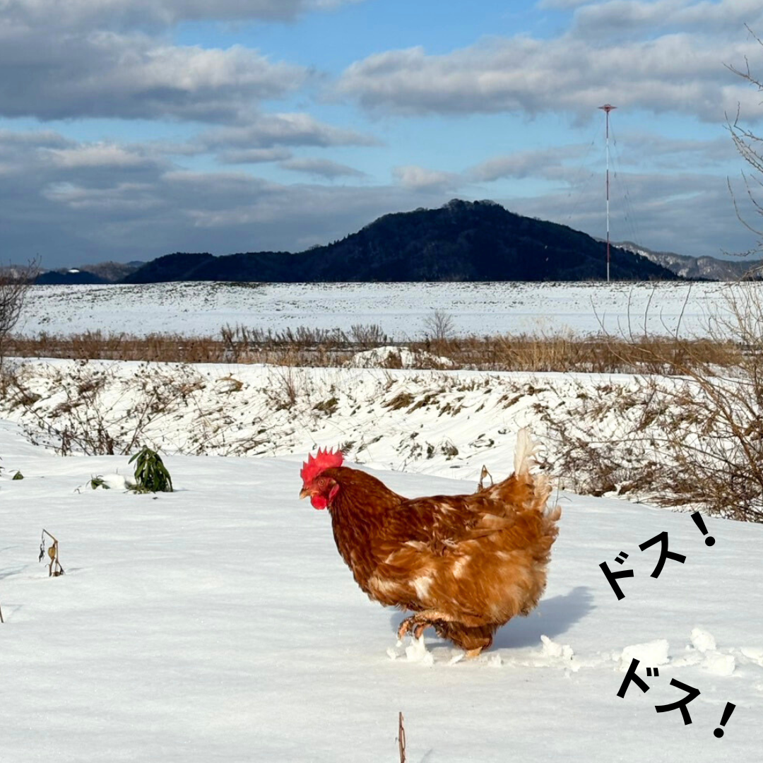 【こんにちは、「からあげ」です！】