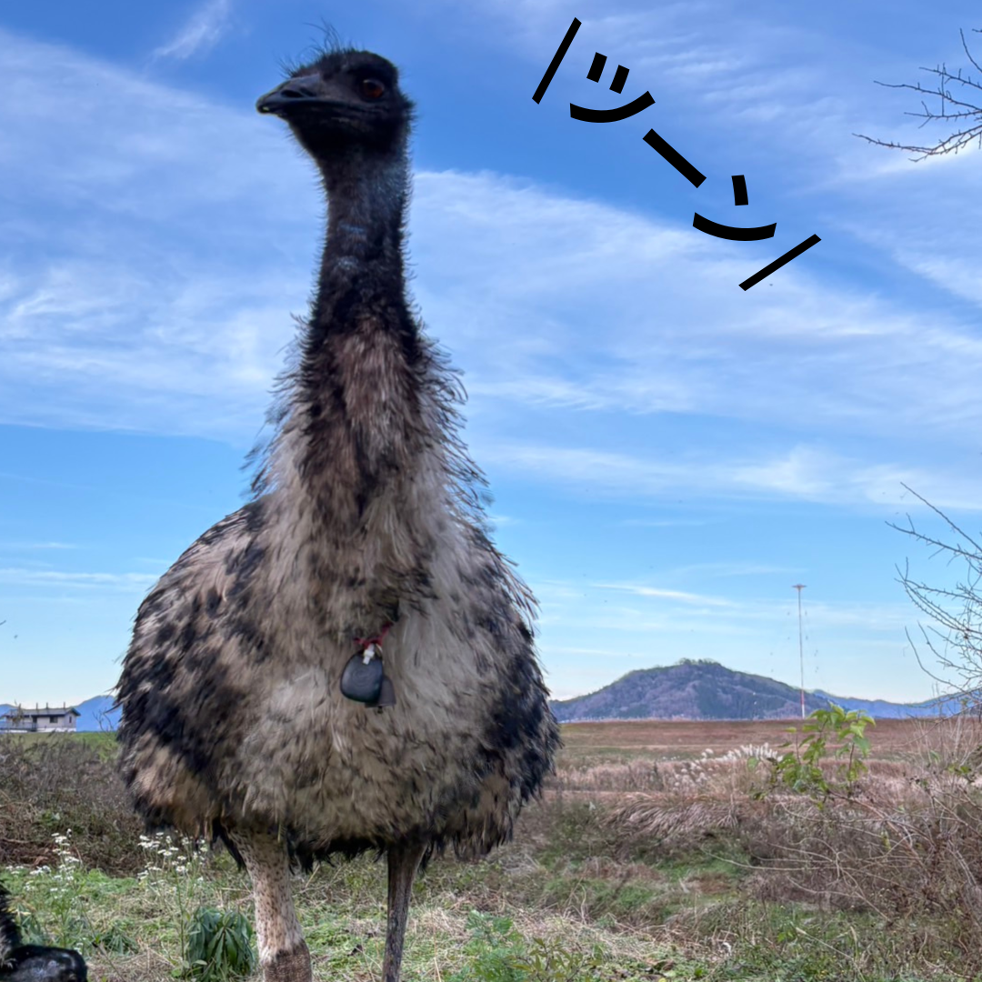 豊岡ファームにお世話になってます。