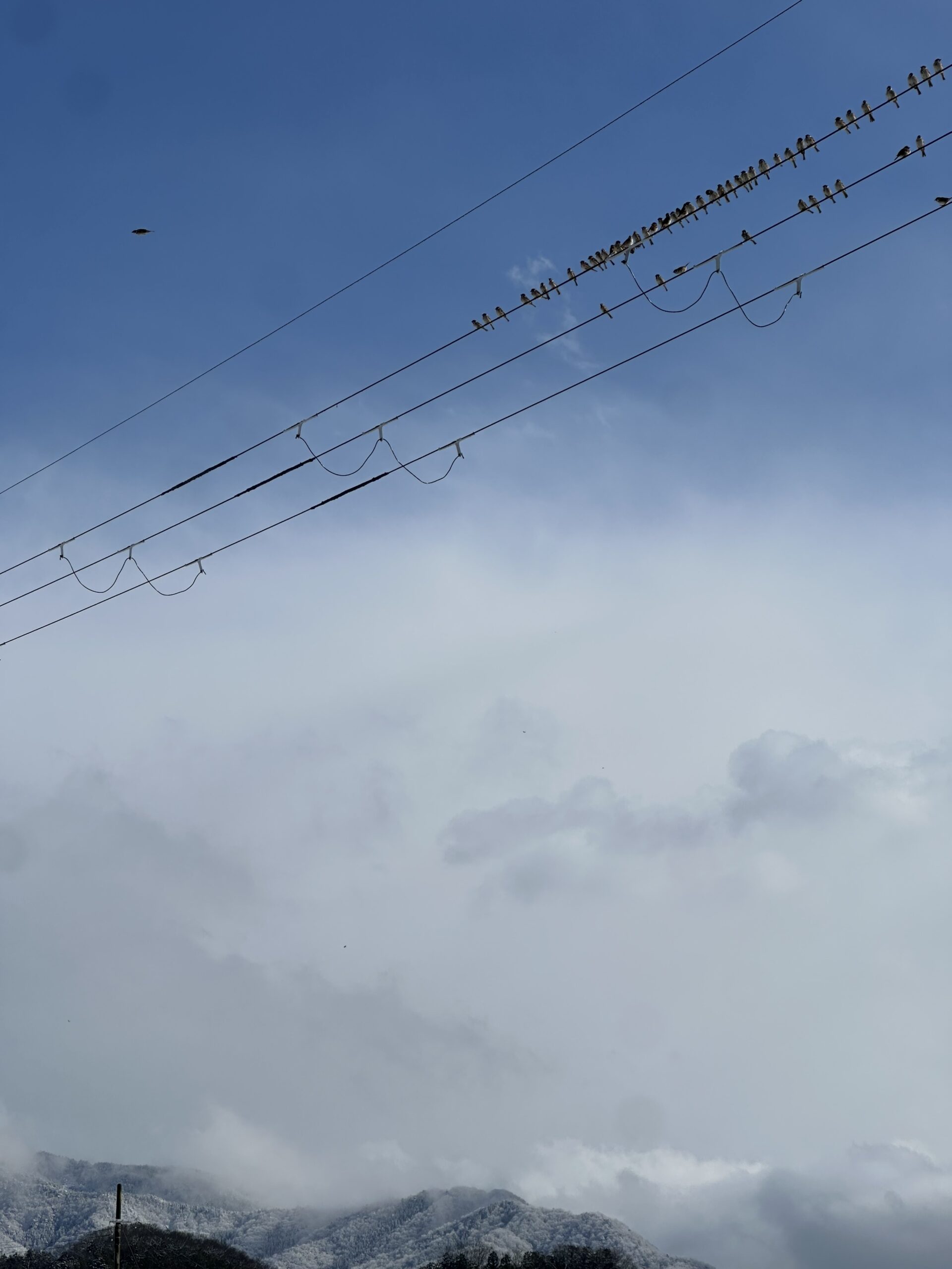 スズメの朝ミーティング