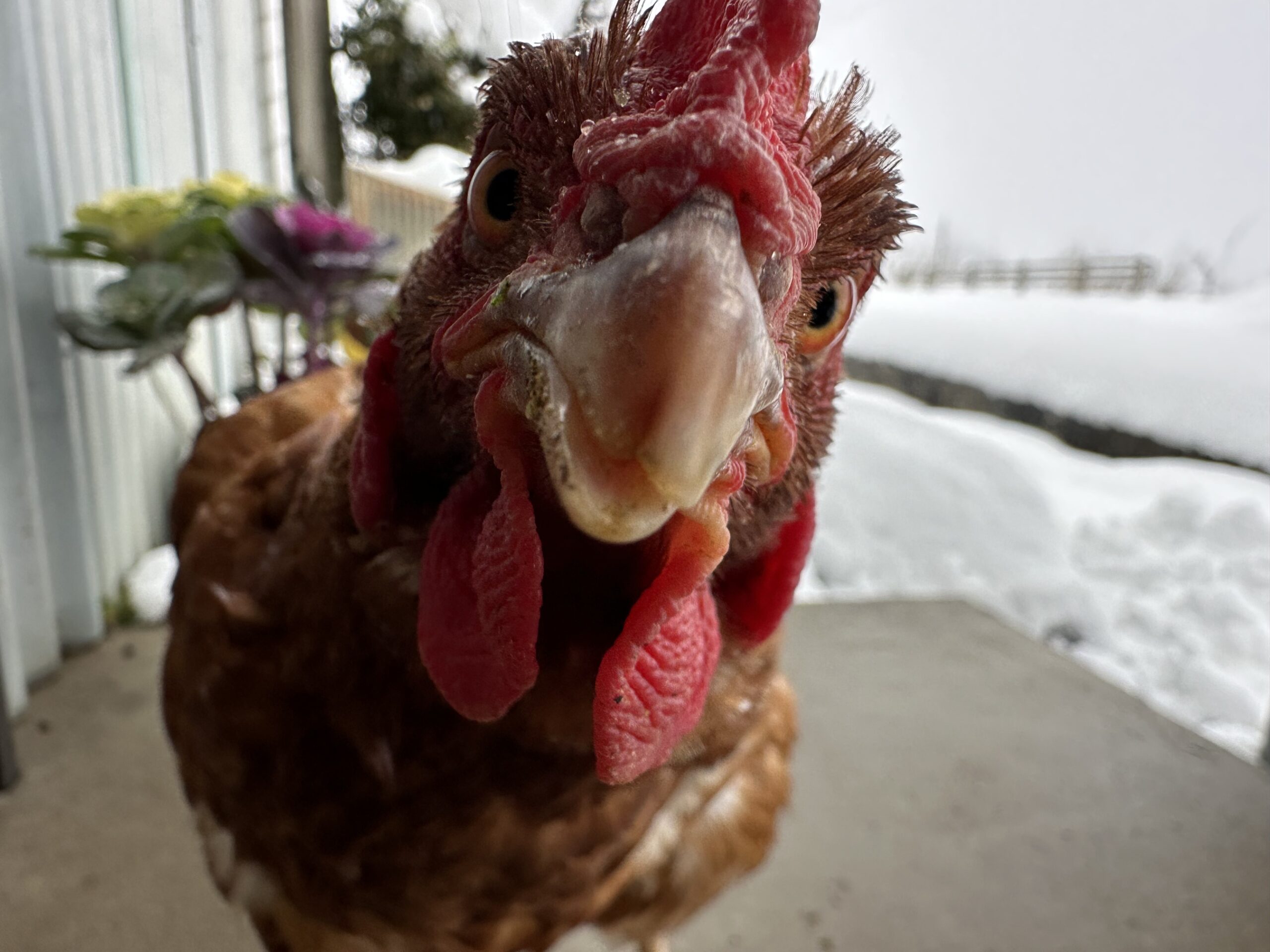 🐔豊岡たまご・平飼い第一号「からあげ」よりごあいさつ