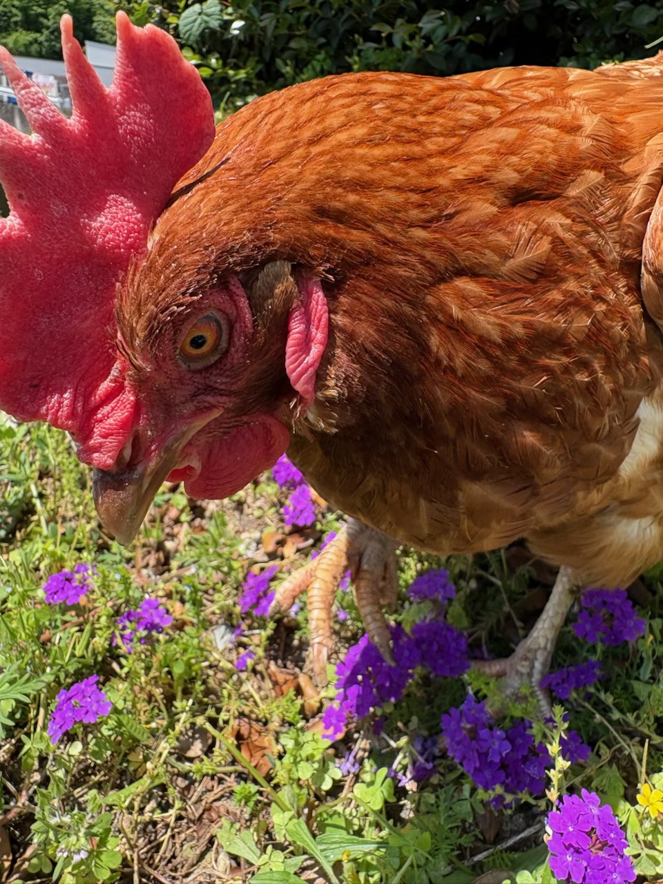 「からあげ🐓」の散歩