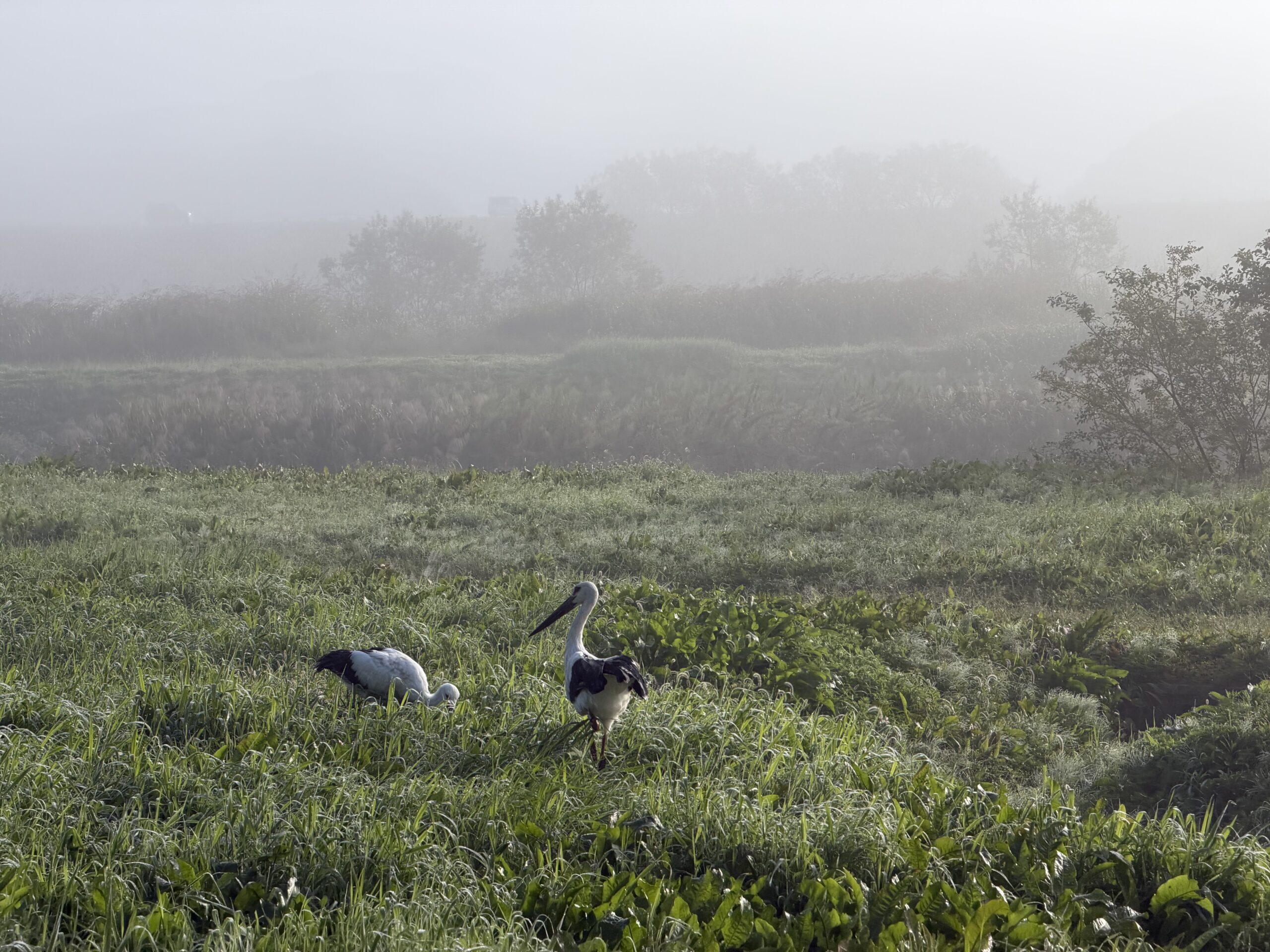 霧が織りなす風景とコウノトリの静かな時間